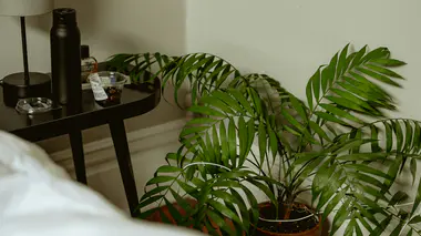 Coin chambre avec palmier en pot et table de chevet en bois, ambiance reposante.