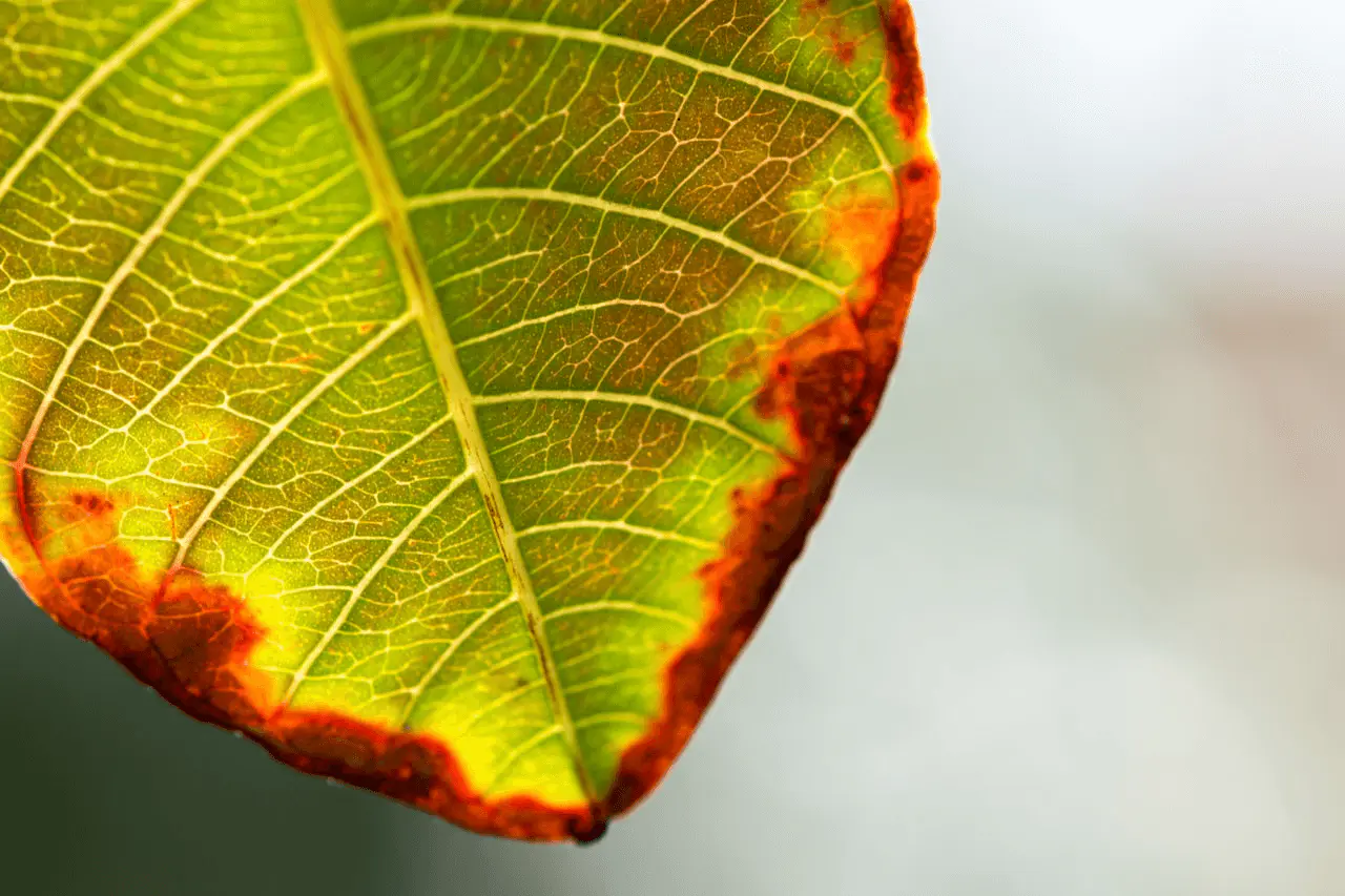 Feuille verte aux bordures brunies et desséchées par un coup de soleil estival