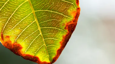 Feuille verte à bordures brunies par un coup de soleil estival.