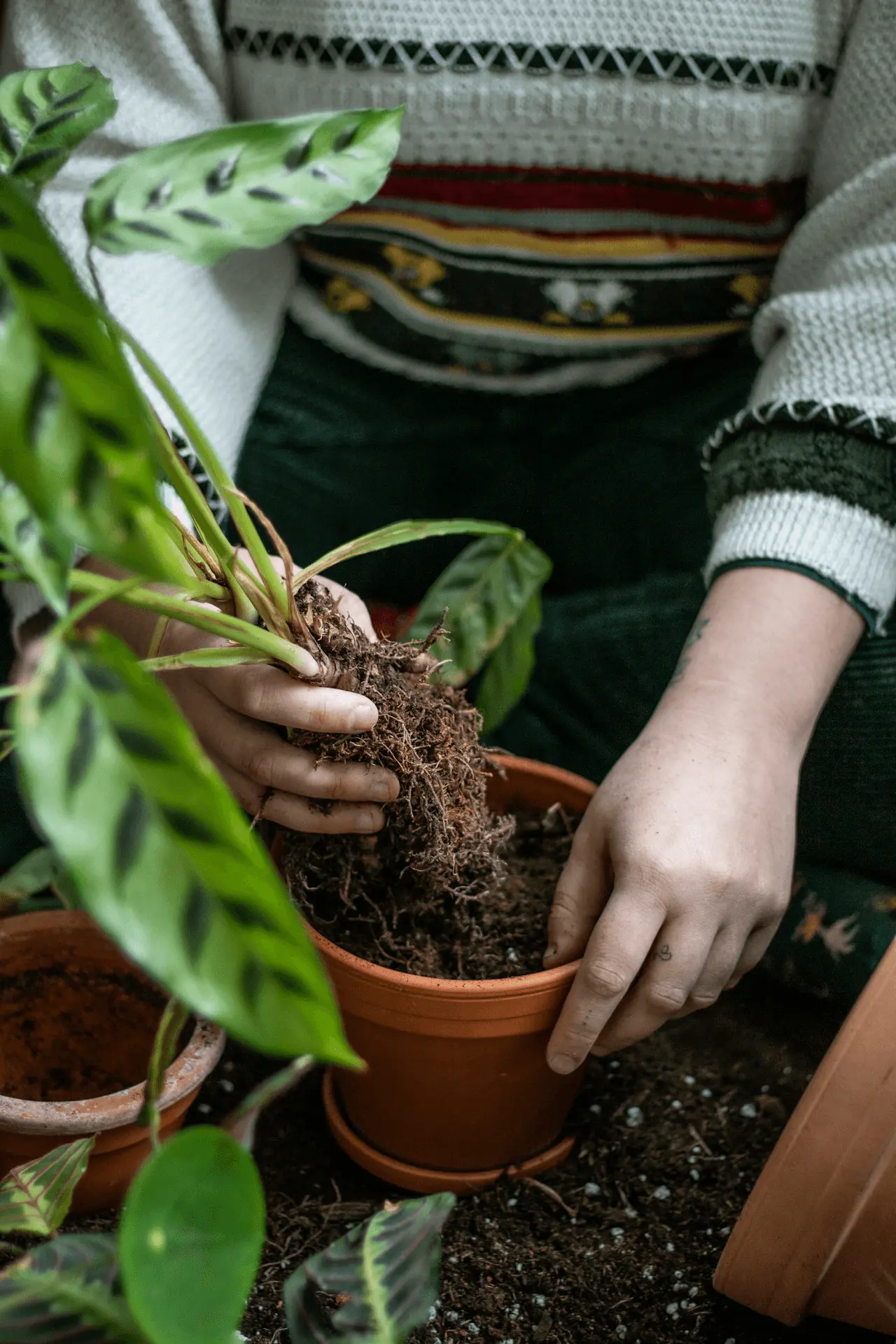 Rempotage manuel d'une plante d'intérieur