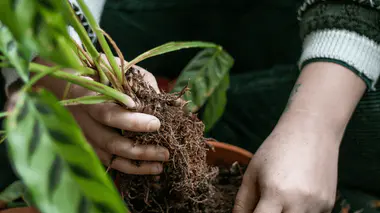Mains qui rempotent une calathea, racines visibles, terre humide.