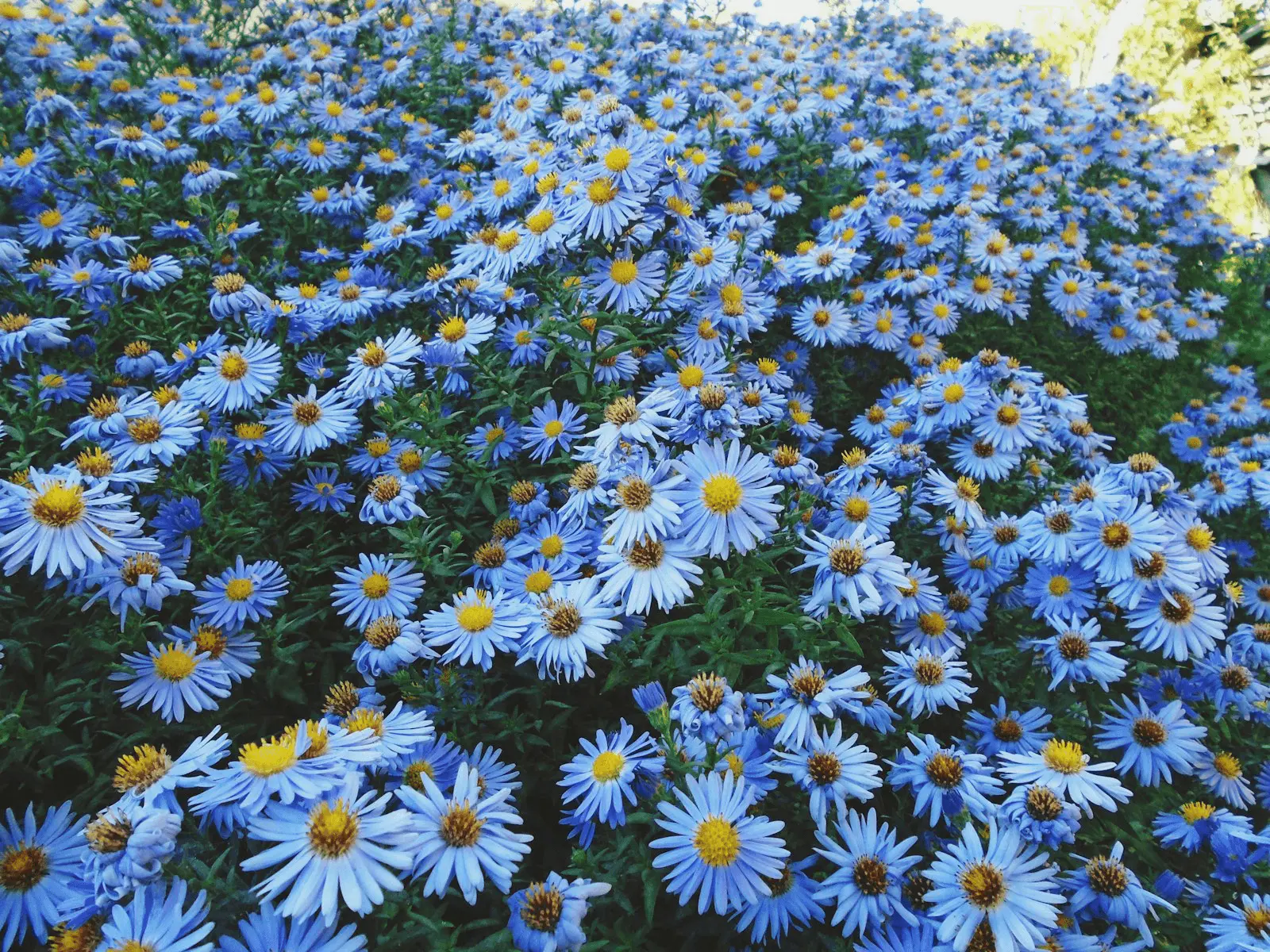 Massif d'asters d'automne en pleine floraison, fleurs bleu-violet à coeur jaune