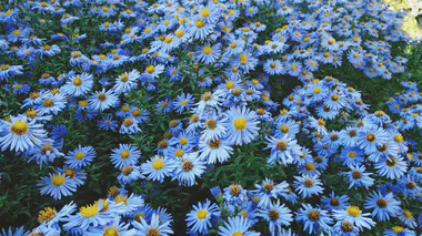 Massif d'asters d'automne (Symphyotrichum) à fleurs bleu-violet et coeur jaune, en pleine floraison de septembre