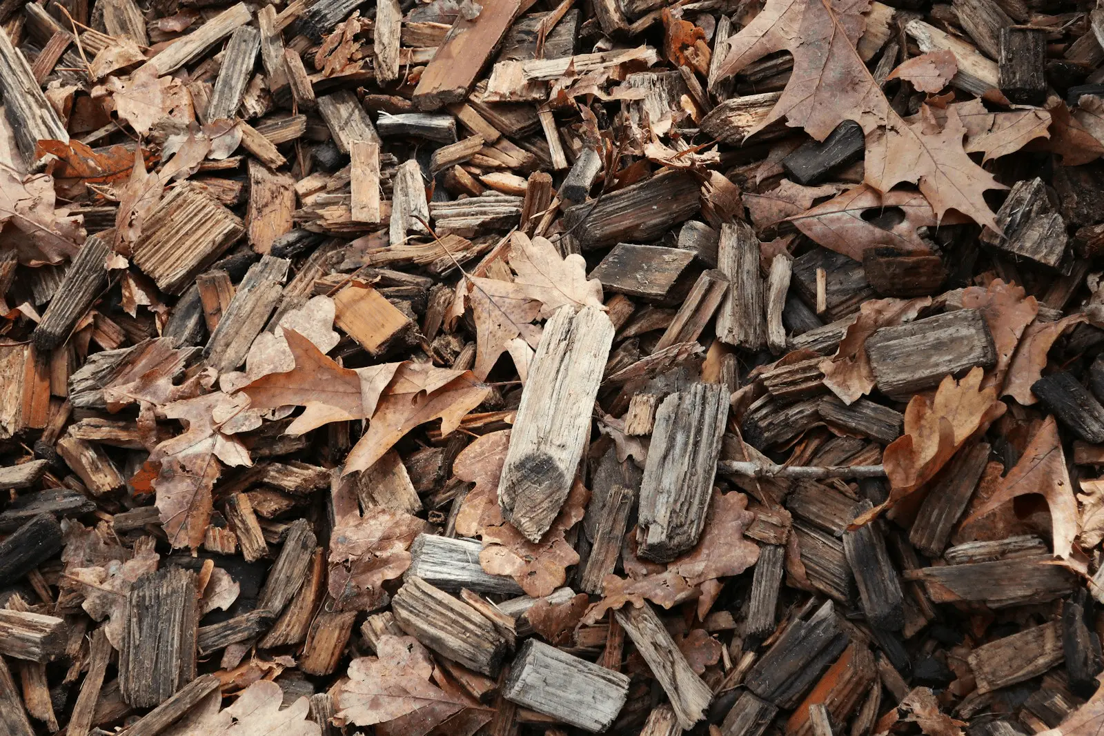 Paillage automnal au pied d'une plante composé de feuilles mortes et de copeaux de bois
