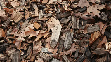 Paillage organique au sol composé de feuilles mortes brunes et de copeaux de bois fragmentés, protection hivernale