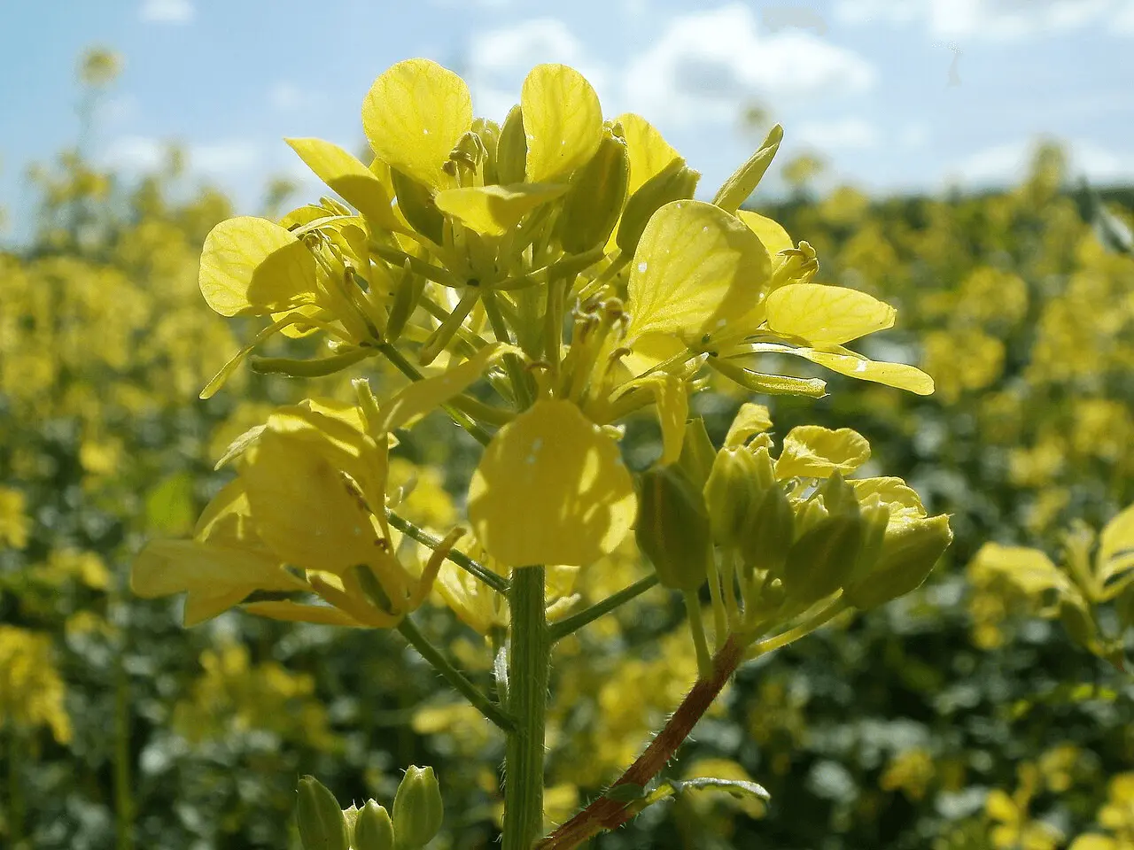Inflorescence jaune de moutarde blanche cultivée en engrais vert dans un champ