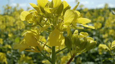 Inflorescence jaune de moutarde blanche (Sinapis alba) en fleur, cultivée en engrais vert dans un champ