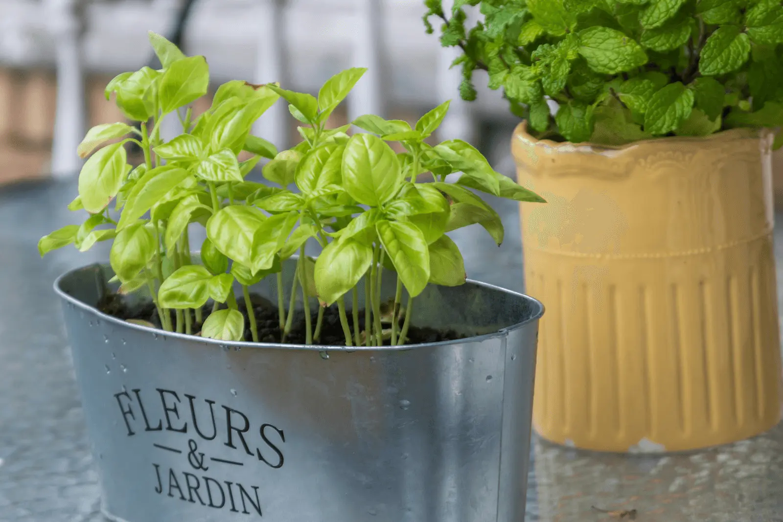 Pots de basilic et menthe sur un rebord intérieur dans une jardinière étiquetée Fleurs et Jardin