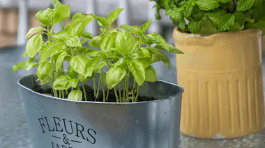 Pot de jeunes plants de basilic et menthe sur un rebord intérieur, jardinière étiquetée Fleurs et Jardin