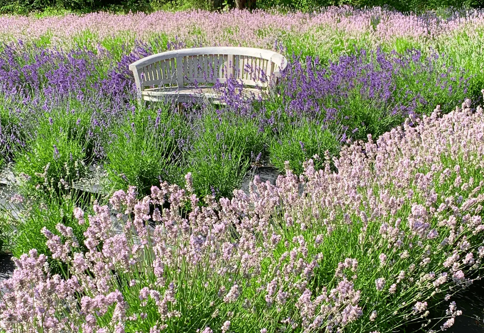 Massif de lavande en pleine floraison violette en plein soleil