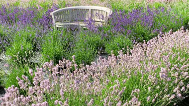 Massif dense de lavande en pleine floraison entourant un banc de jardin, plein soleil, butineurs visibles
