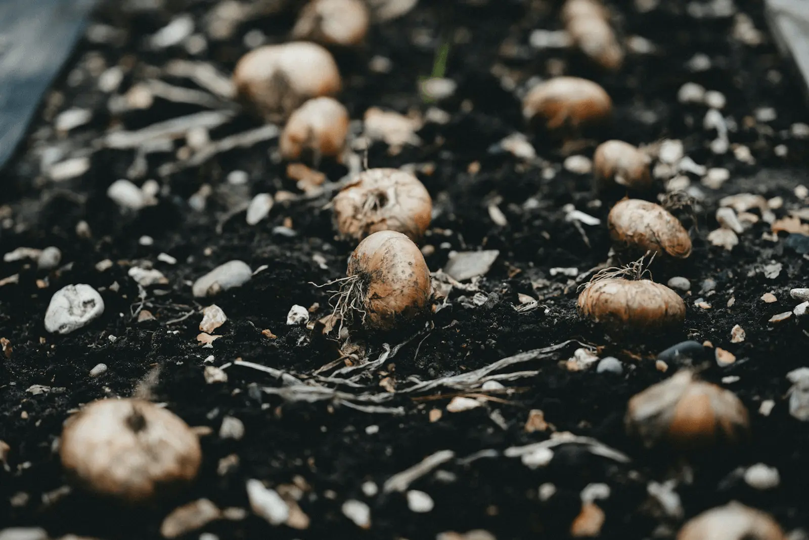Bulbes de tulipes ou narcisses disposés sur sol noir fraîchement préparé, prêts à être enfouis pour la plantation d'automne