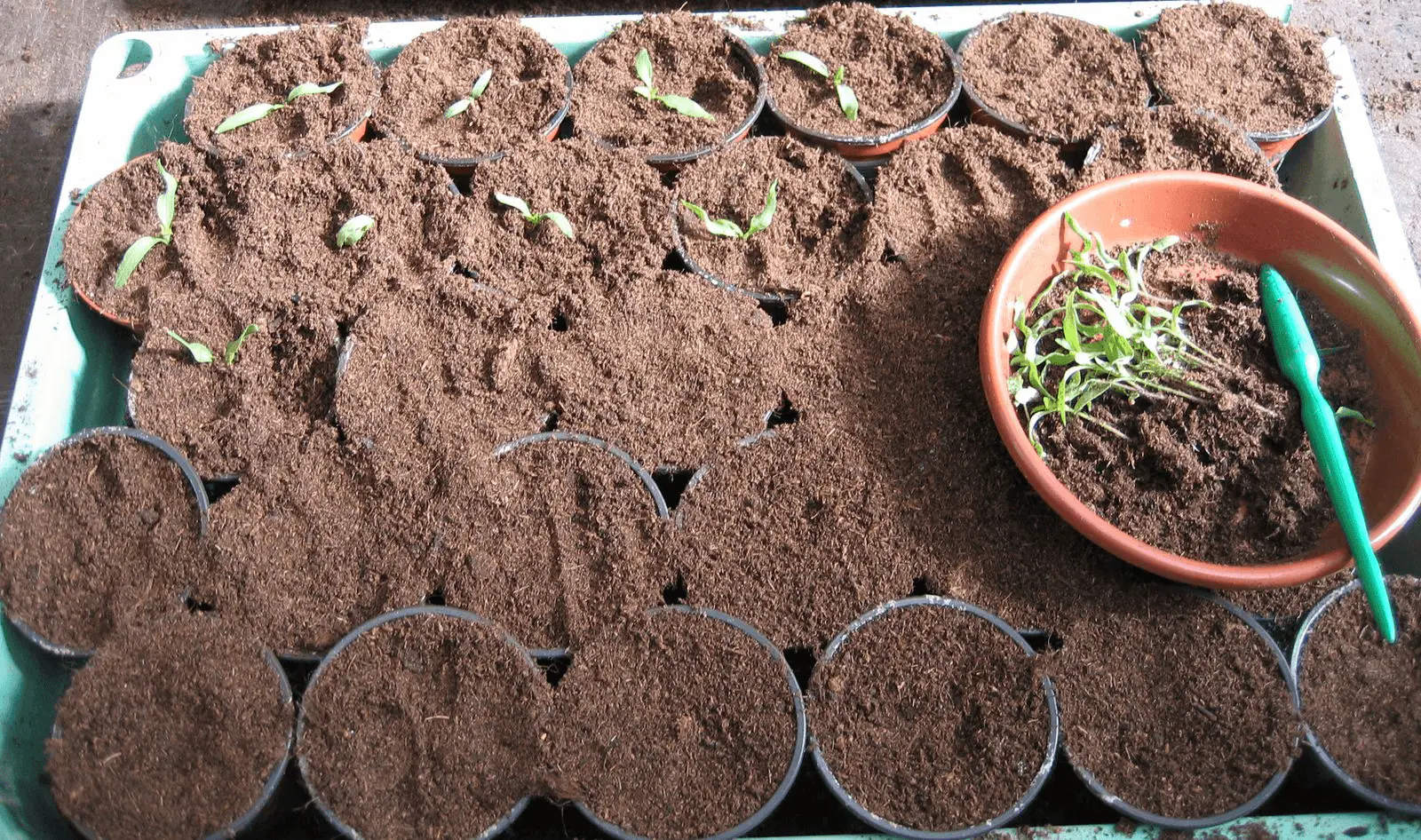 Plateau de godets de terreau avec de jeunes plants de légumes en cours de repiquage