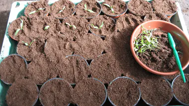 Plateau de godets remplis de terreau, jeunes plants de tomates en cours de repiquage et coupelle de plants à repiquer