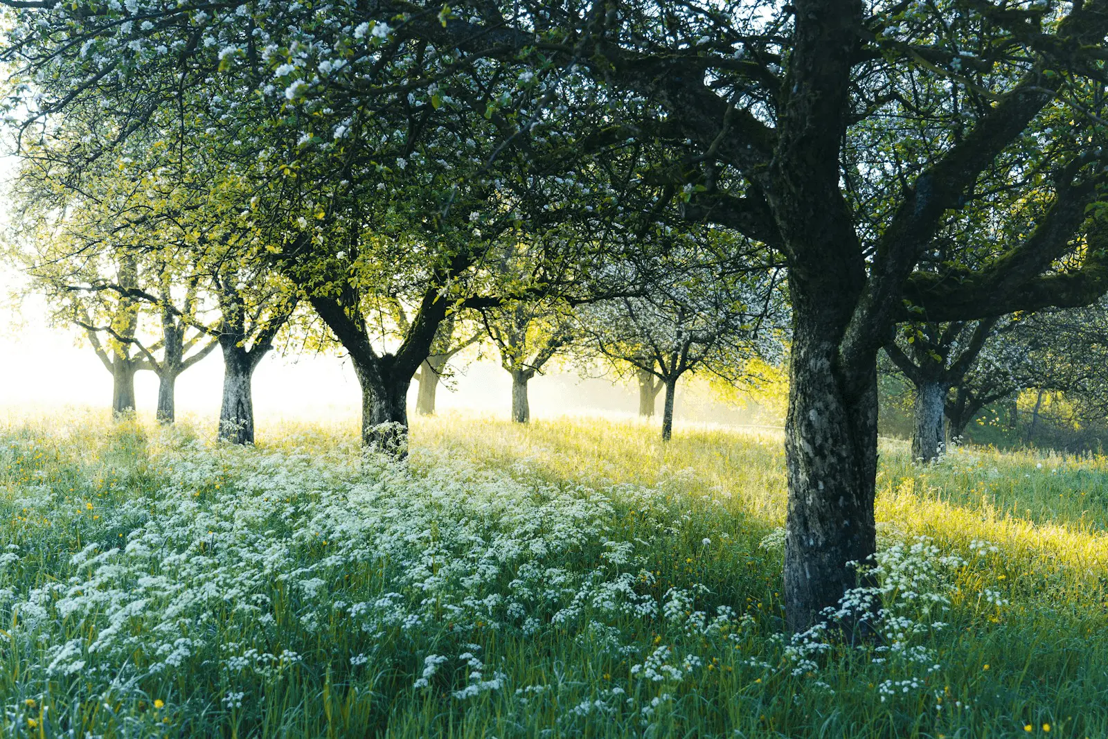 Verger de pommiers en fleurs au printemps, prairie mellifère blanche au sol, lumière dorée du matin