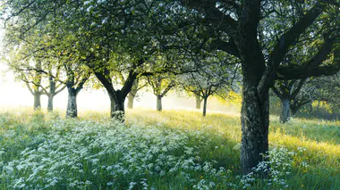 Verger de pommiers en fleurs au printemps, prairie mellifère blanche au sol, lumière dorée du matin