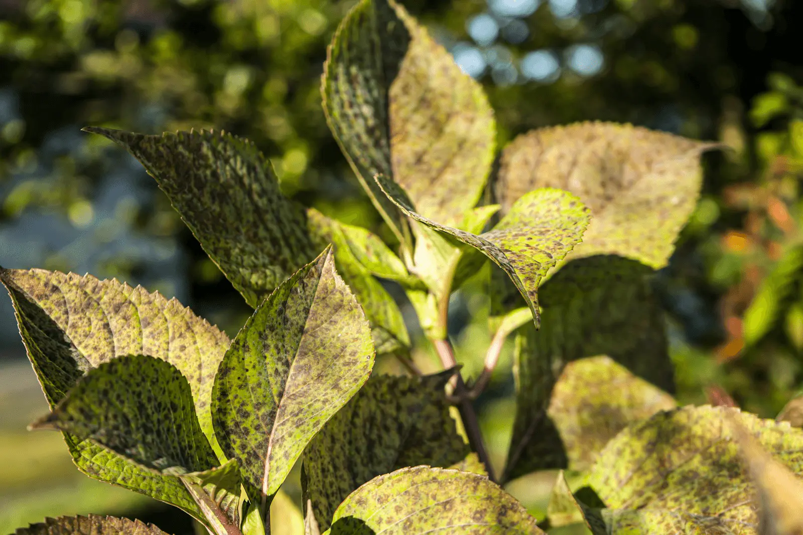 Feuilles d'hortensia avec taches brunes et bords desséchés caractéristiques d'une brûlure de chaleur
