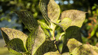 Feuilles d'hortensia avec taches brunes et bords desséchés caractéristiques d'une brûlure de chaleur