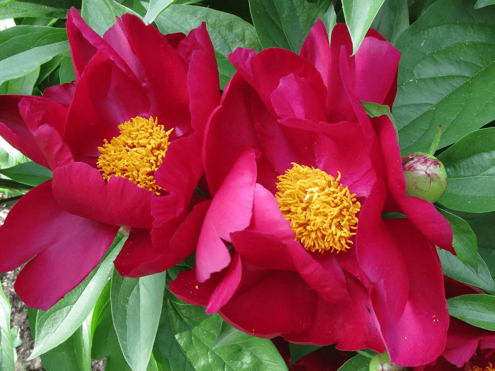 Pivoine herbacée Paeonia lactiflora rouge profond en pleine floraison, étamines jaune vif au cœur