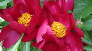 Pivoine herbacée Paeonia lactiflora rouge profond en pleine floraison, étamines jaune vif au cœur