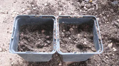 Pots noirs en plastique remplis de substrat sableux prêts pour un semis en pleine saison