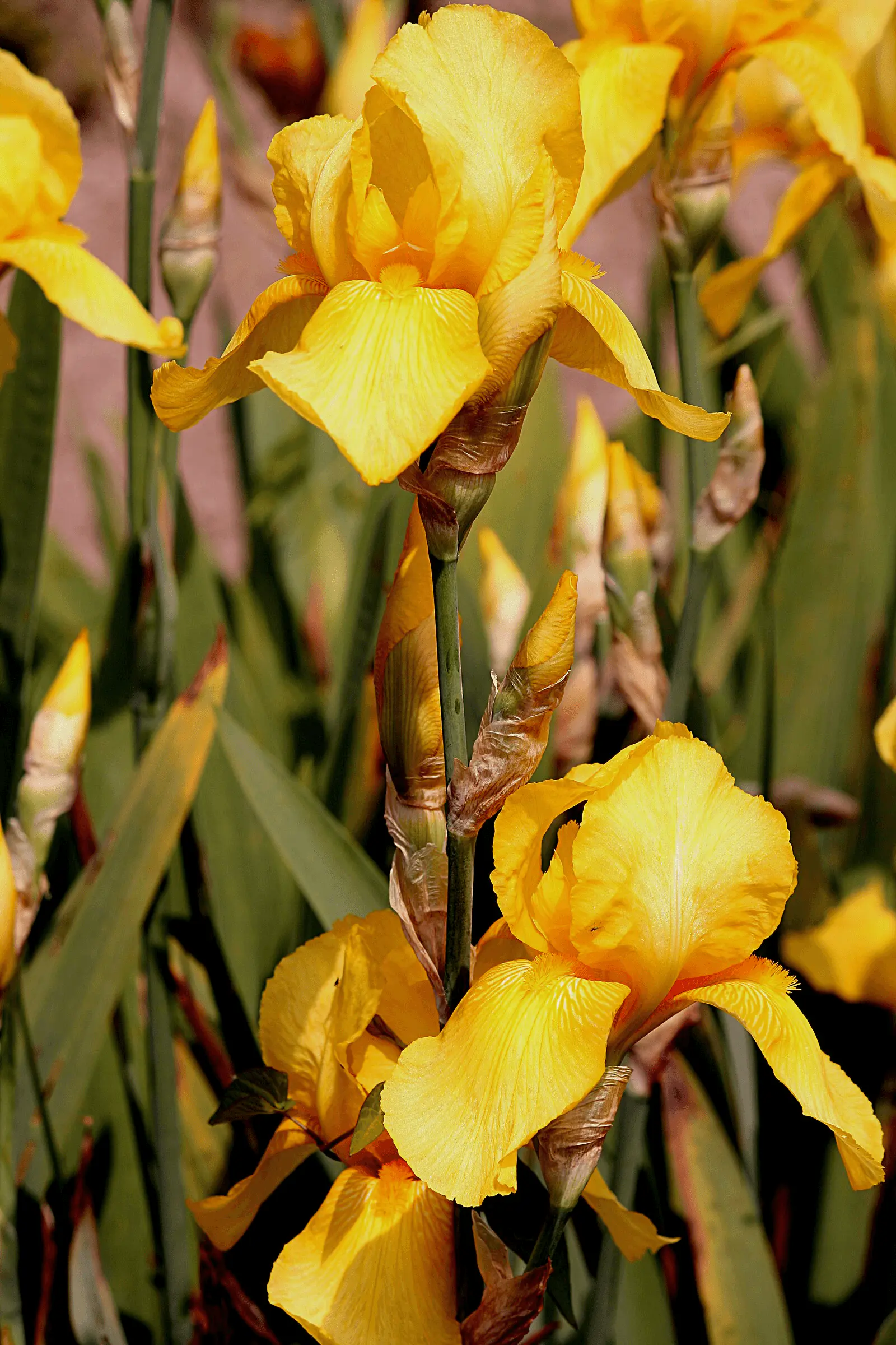 Iris germanica jaune doré en floraison, sépales tombants et pétales dressés sur tige verte