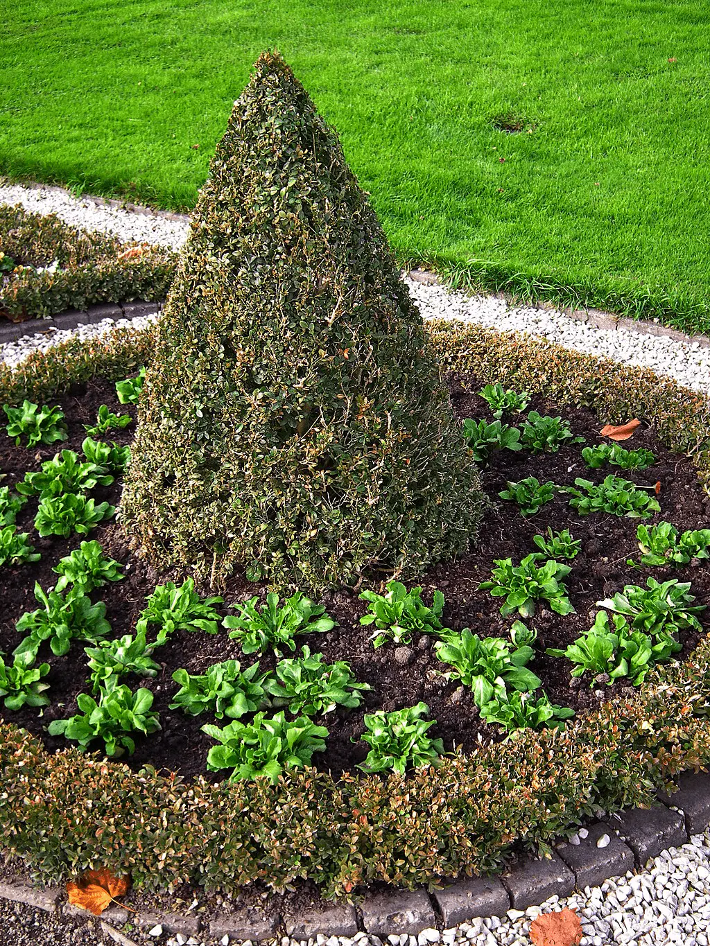 Topiaire de buis taillée en forme conique avec feuillage marqué par la pyrale, bordure de buis ronde autour, jardin formel
