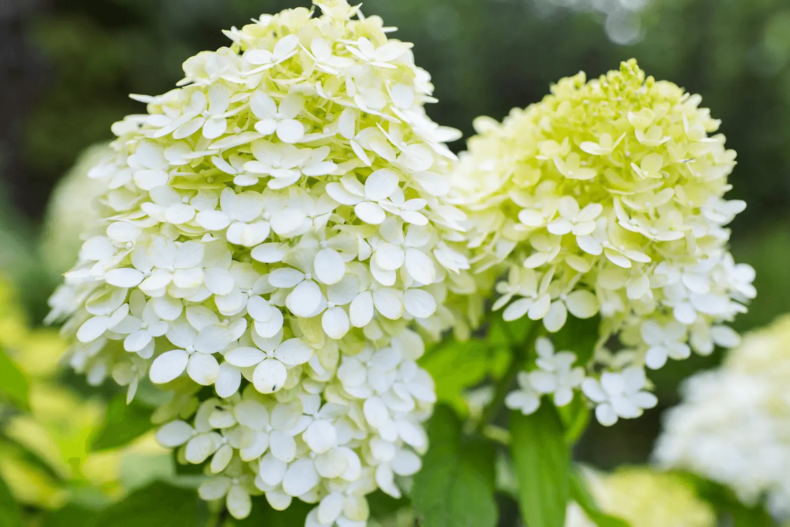 Hortensia paniculé blanc en floraison, cônes coniques de fleurs