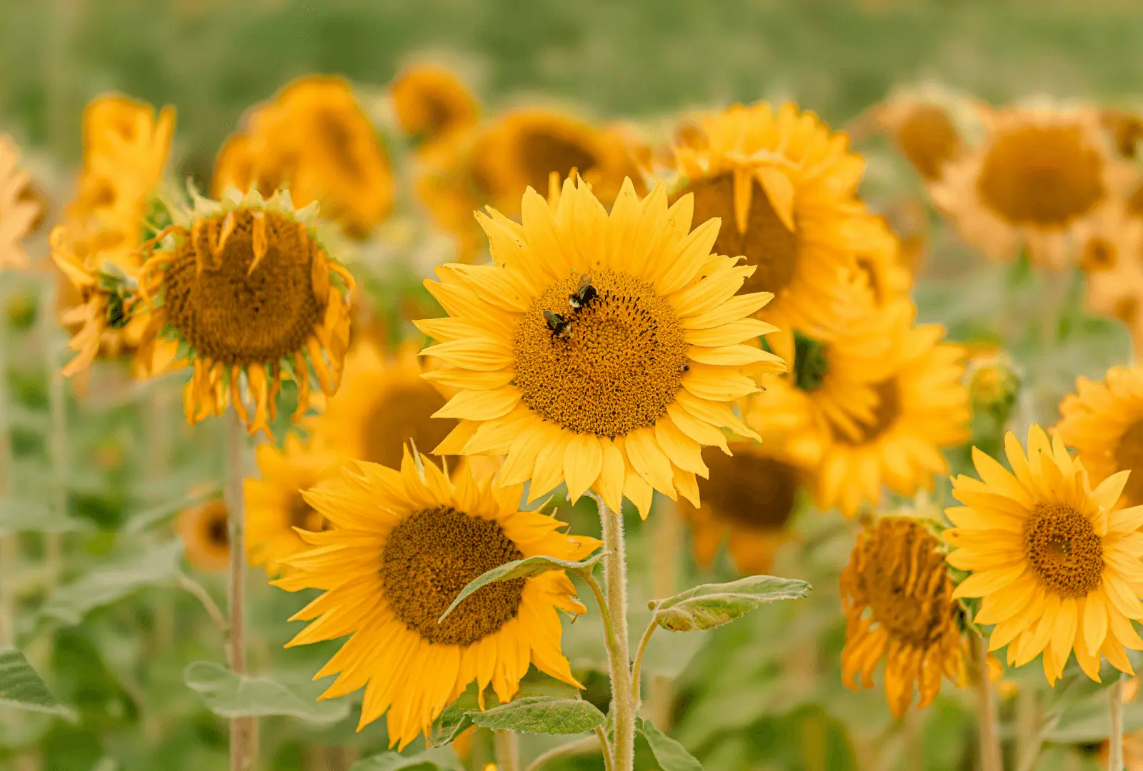Tournesol jaune avec abeille butineuse au centre du capitule