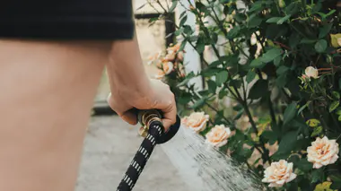 Personne qui arrose un massif de rosiers en fin de journée avec un tuyau, jet en pluie sur le pied des plantes.