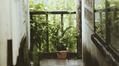 Plantes aromatiques en pot d'argile sur un balcon, type citronnelle et basilic