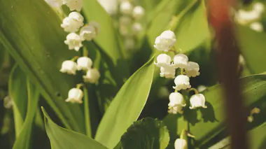 Brins de muguet (Convallaria majalis) aux clochettes blanches caractéristiques, feuillage vert lancéolé, plantation au pied d'une haie