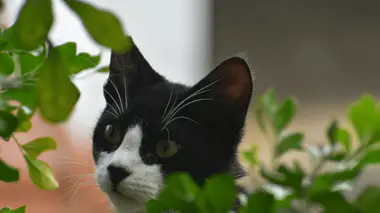 Chat noir et blanc (tuxedo) à l'affût derrière le feuillage d'une plante d'intérieur, les yeux verts attentifs, position typique de prédation des feuilles