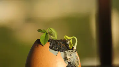 Jeunes pousses germant dans une coquille d'œuf remplie de terreau, illustration du mythe persistant des coquilles d'œufs au pied des tomates