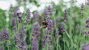 Bourdon (Bombus terrestris) butinant un épi de lavande (Lavandula angustifolia) en pleine floraison, exemple type de plante mellifère pour pollinisateurs