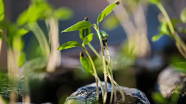 Plantules aux tiges fines et allongées, cotylédons verts, illustration des erreurs classiques en plantation de jeunes plants au potager