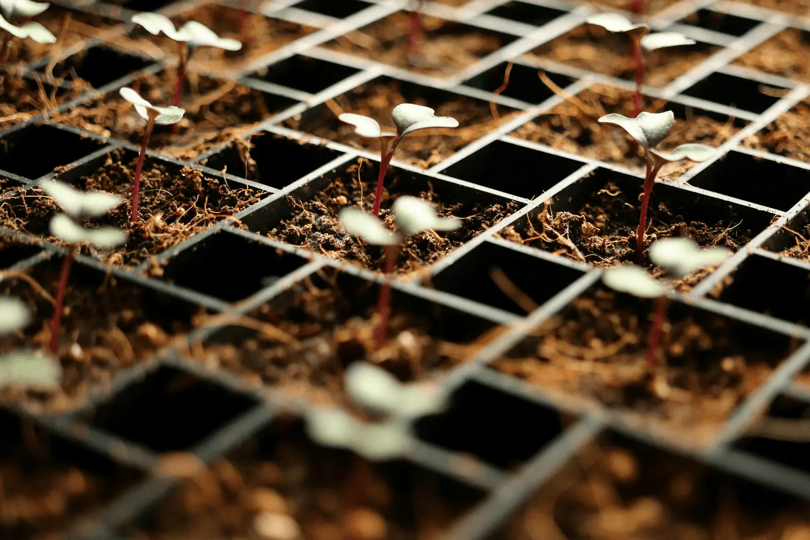 Jeunes semis de légumes en plaques alvéolées