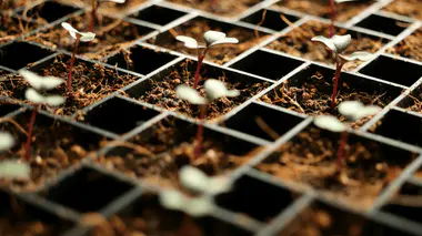 Plantules de légumes feuilles (chou, mâche) en plaques alvéolées dès la levée, terreau humide. Démarrage du potager d'automne fin août.