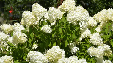 Hydrangea paniculata, panicules de fleurs blanches en pleine floraison estivale tardive (juillet à octobre). Arbuste qui refleurit chaque année.