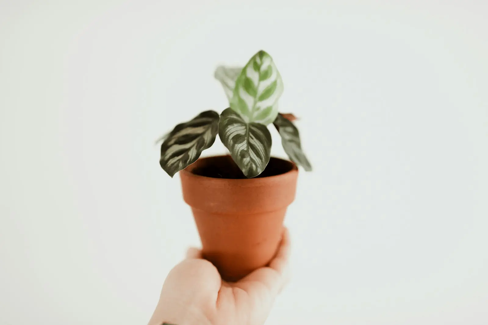 Calathea en pot, plante d'intérieur sensible aux acariens et araignées rouges