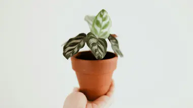Calathea lancifolia en pot d'argile, feuilles rayées typiques de la plante paon