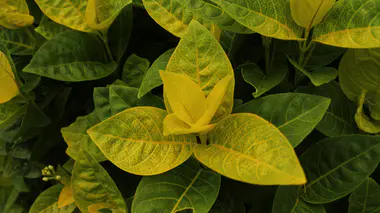Feuillage présentant un jaunissement internervaire typique d'une chlorose ferrique ou carence. Diagnostic courant fin d'été au jardin.