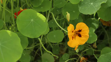 Tropaeolum majus en fleur orange vif au milieu de son feuillage peltate caractéristique, fin d'été, juste avant la formation des graines récoltables.