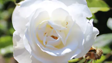 Rose Iceberg en pleine floraison, variété blanche réputée pour sa rusticité et sa résistance aux fortes chaleurs estivales
