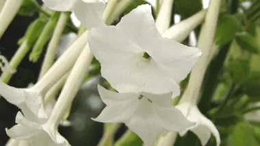 Fleurs tubulaires blanches de Nicotiana sylvestris, plante qui s'ouvre à la nuit tombée et libère son parfum au crépuscule