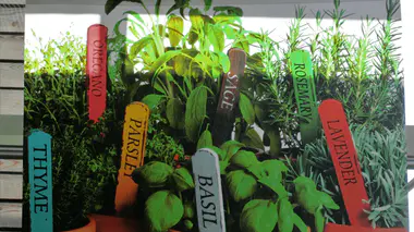 Collection de plantes aromatiques en pot avec étiquettes colorées, thym, origan, persil, basilic, sauge, romarin et lavande prêts pour le balcon