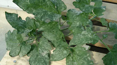 Plant de tomate atteint d'oïdium, feuilles couvertes d'un feutrage blanc poudreux caractéristique de l'attaque cryptogamique précoce