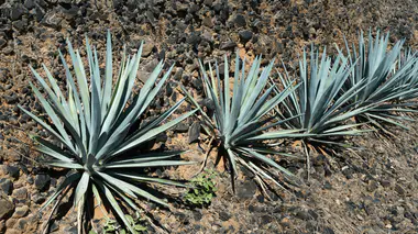 Plants d'agave (Agave tequilana) sur sol rocheux et ensoleillé, terrasses sèches du Mexique, plantes coriaces résistant à la canicule.