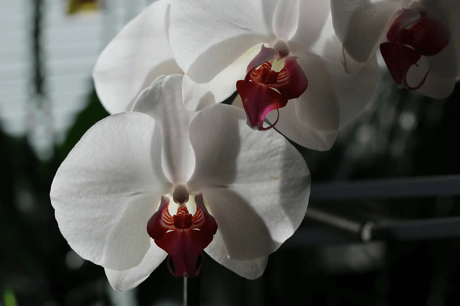Orchidée Phalaenopsis en pot avec hampe fleurie et bâton de bambou en tuteur
