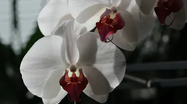 Hampe florale d'une orchidée Phalaenopsis blanche en pleine floraison